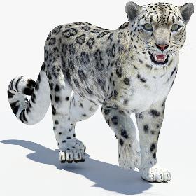 Snow Leopard 2 Animated 3D model